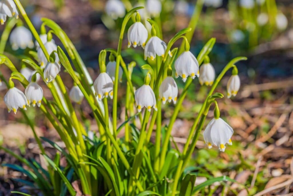 snowdrops flower meaning