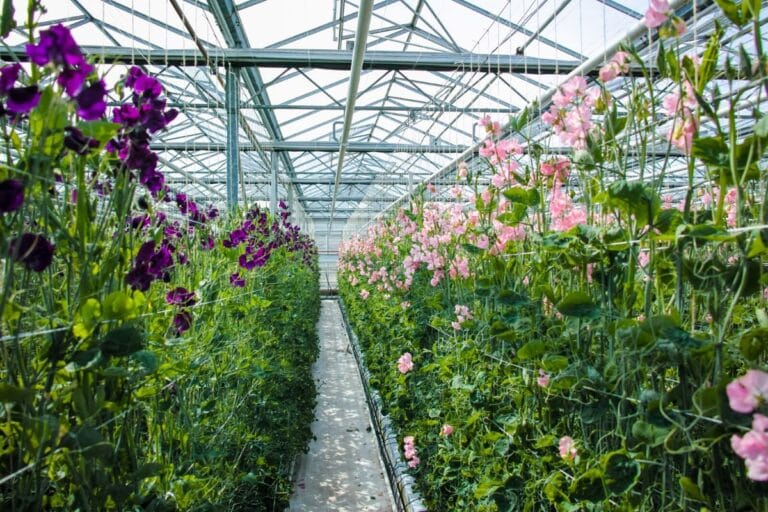 Sweet Pea Flower Meaning And Symbolism You Should Know Florgeous