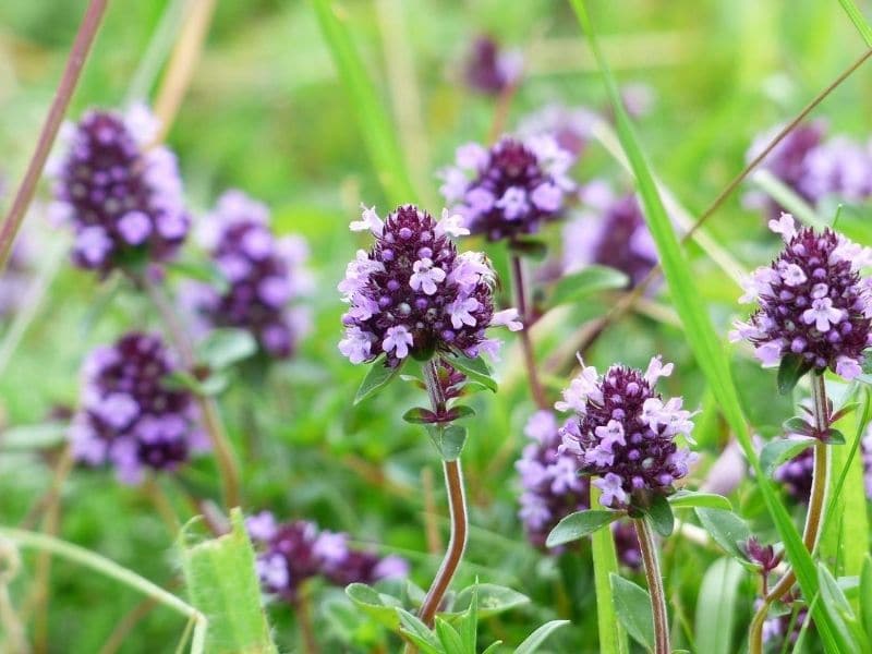 thyme blossoms