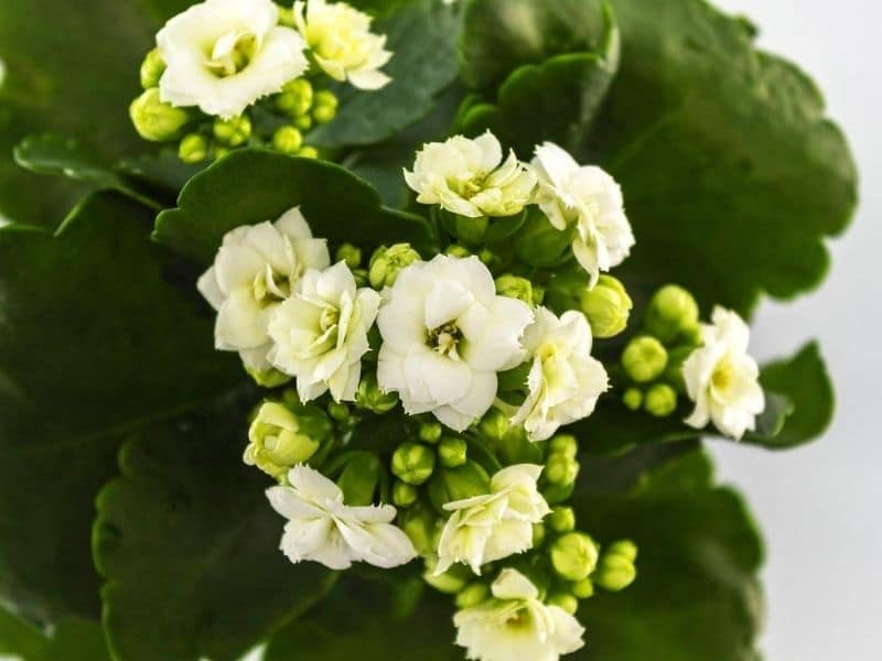 white calandiva flowers