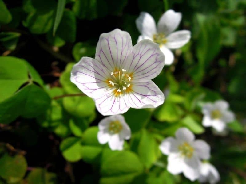 white oxalis flowers