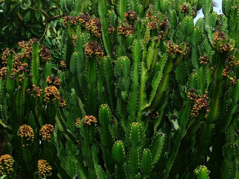 african milk tree cactus