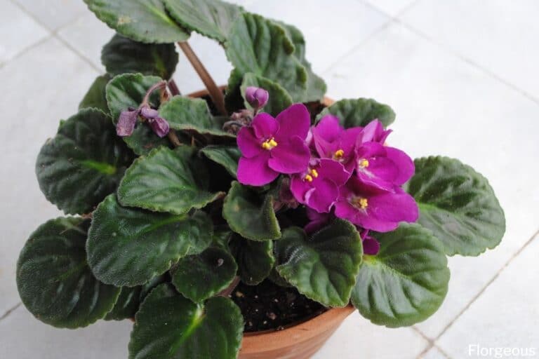 African Violets (Saintpaulia): Facts, How to Grow and Care | Florgeous