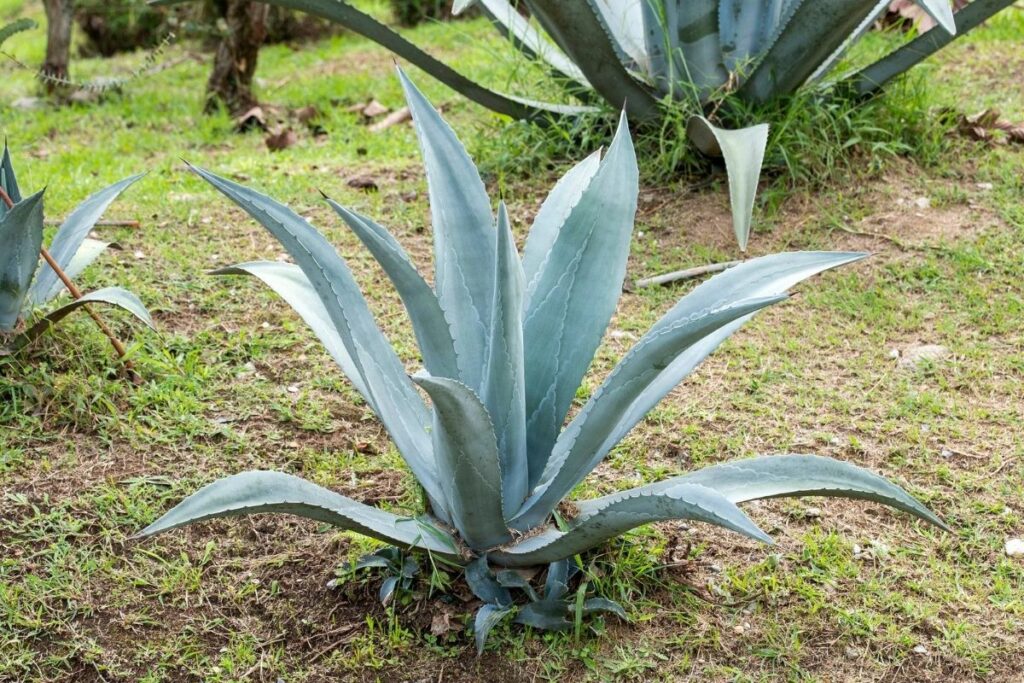 Agave Tequilana How To Grow And Care Florgeous