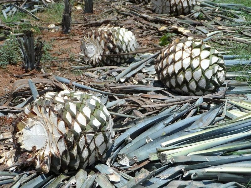 agave tequilana fruits