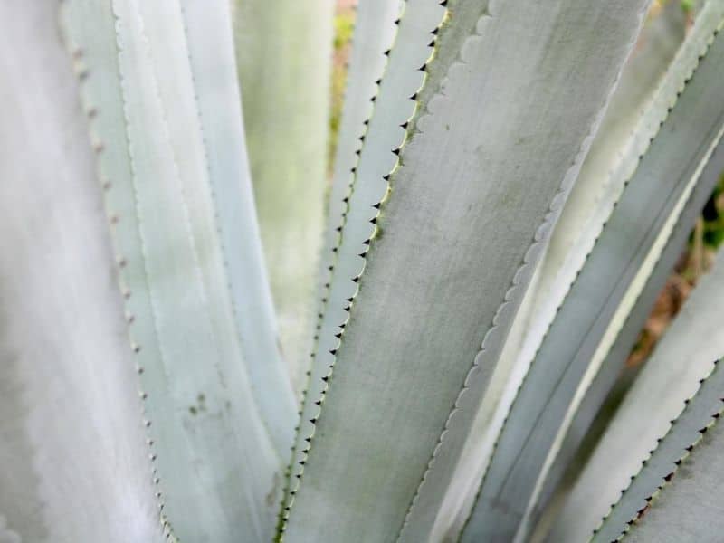 agave tequilana leaves