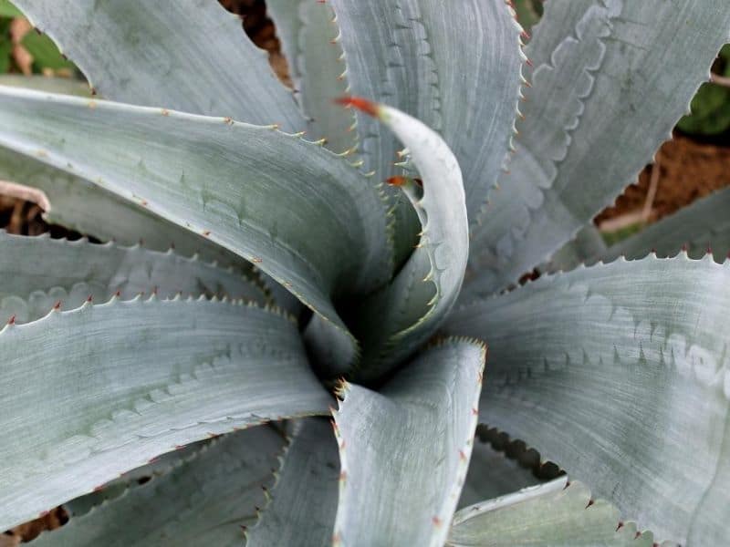 agave tequilana plant