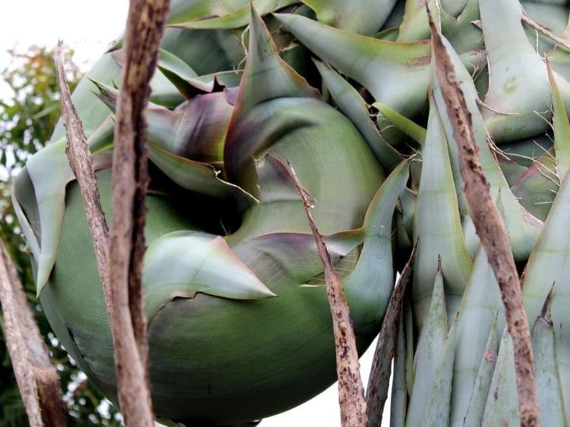 agave tequilana sprout close up