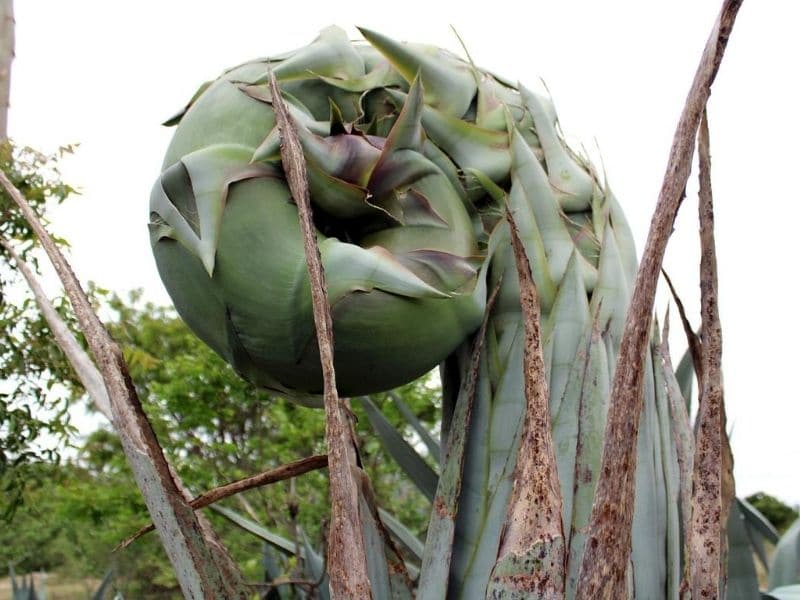 agave tequilana sprout