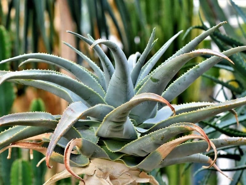 agave tequilana succulent
