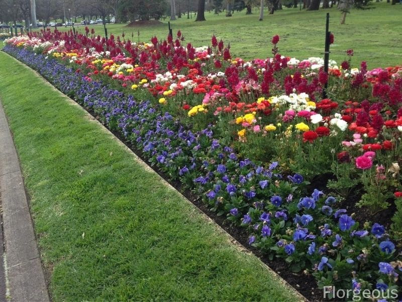 Does Annuals Or Perennials Come Back Every Year at Charles Clark blog