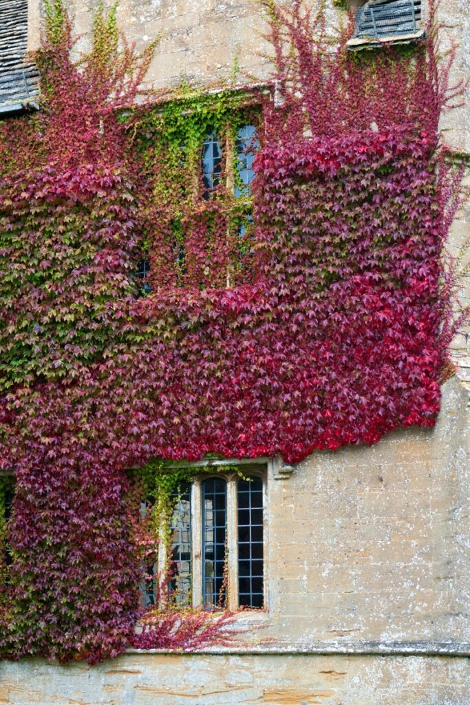 English Ivy On Wood Fence - How Fast Does English Ivy Grow Outside