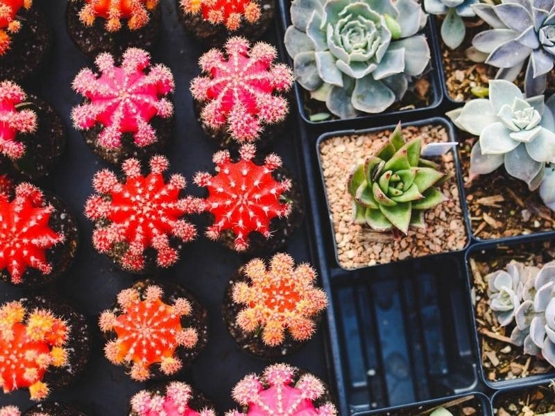 cacti and succulents in pots