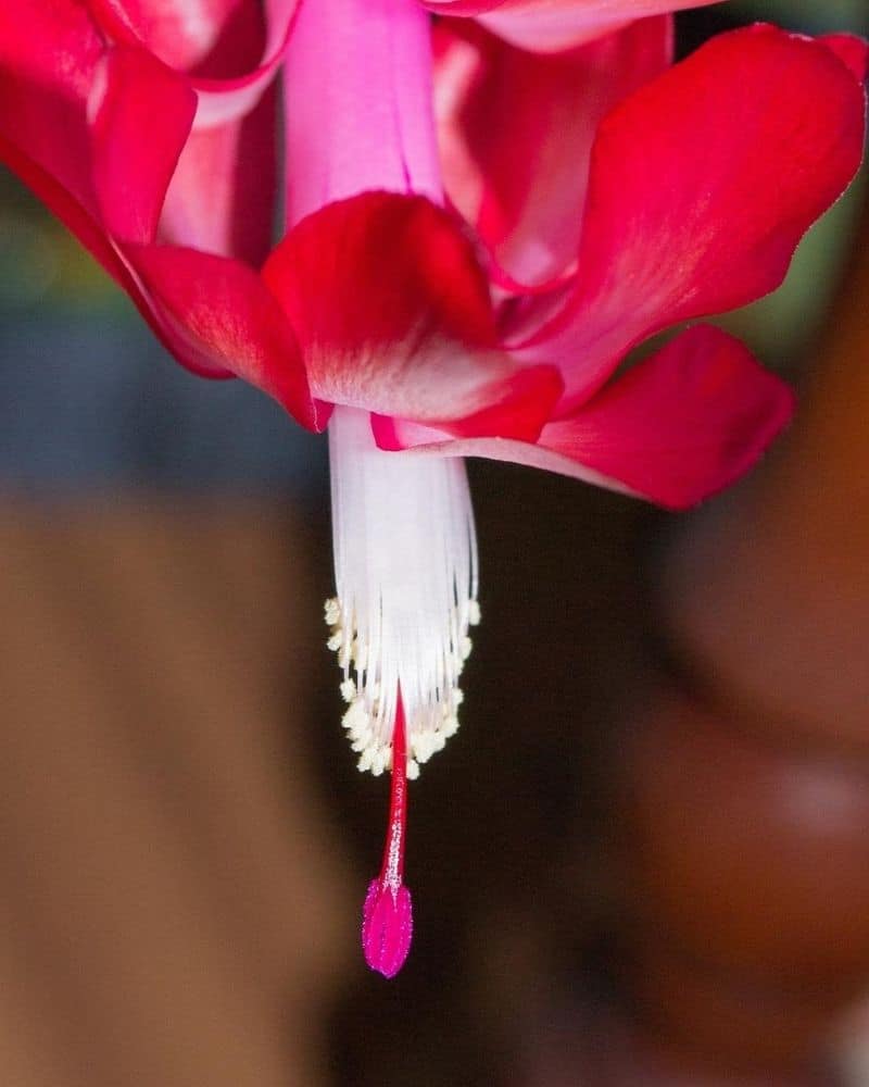 christmas cactus