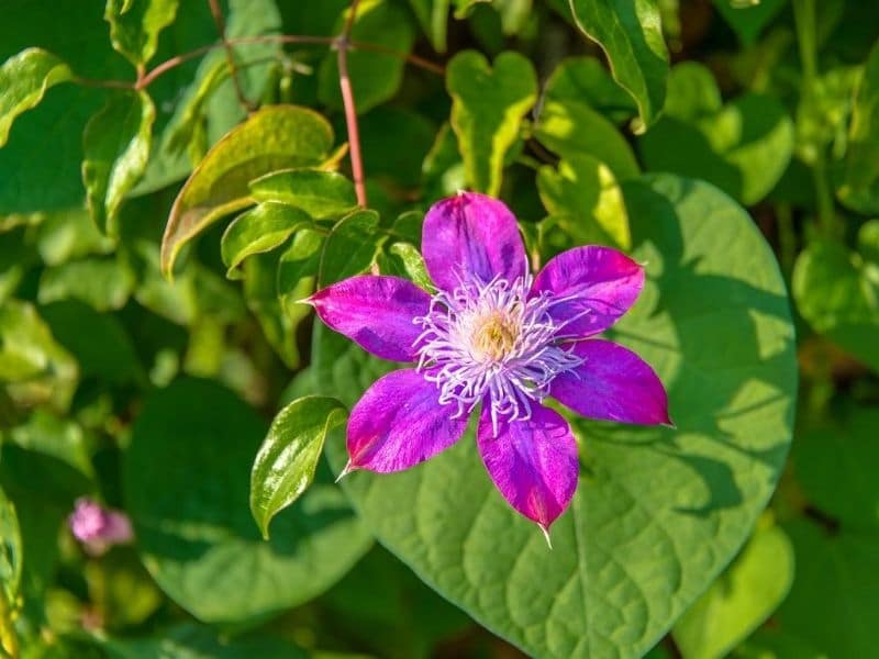 Clematis-Rebe