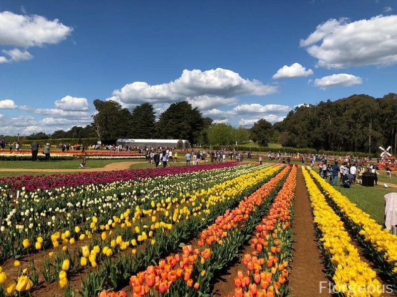 colorful tulips