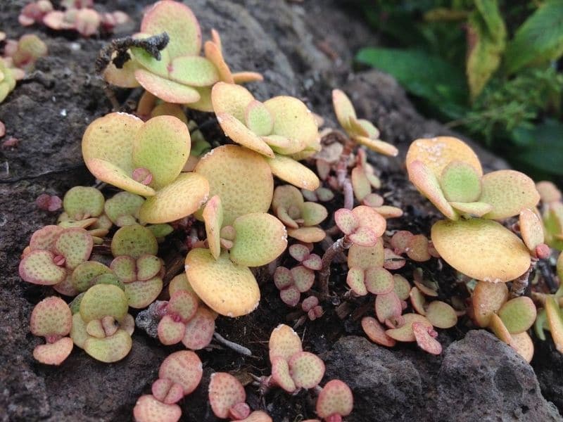 crassula ovata