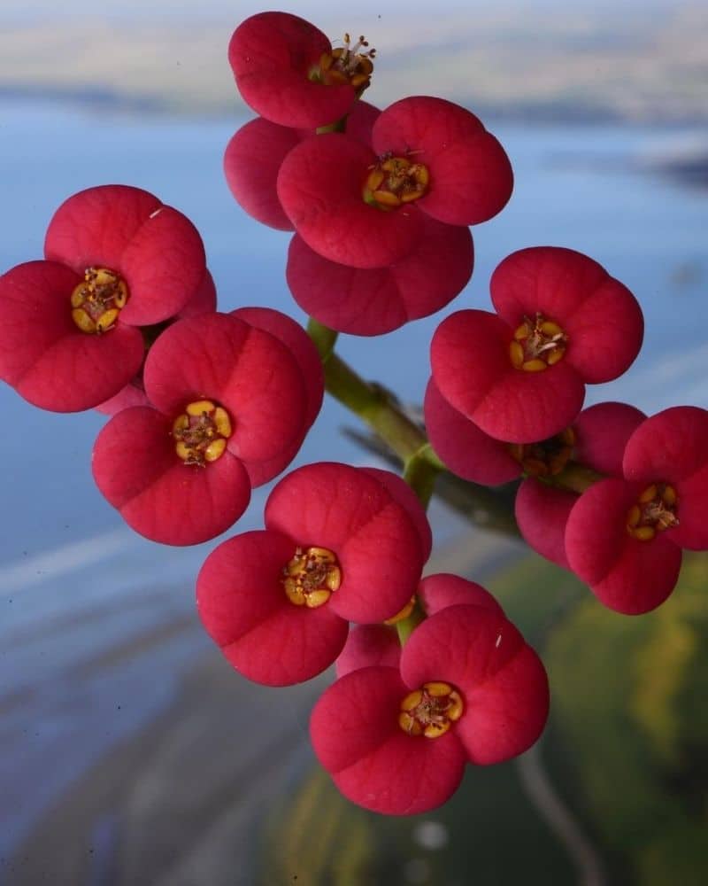 crown of thorns flowers