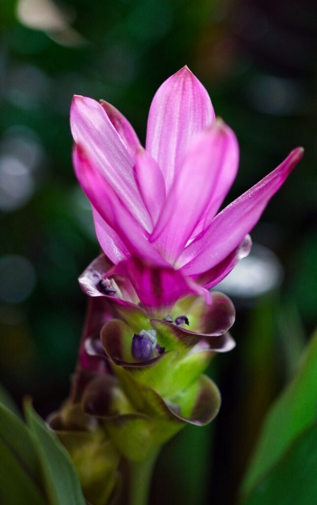 Curcuma alismatifolia