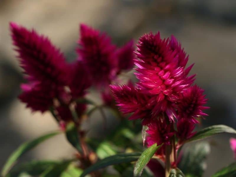  Celosia violet foncé 