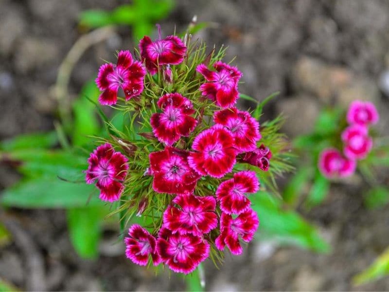  plante de dianthus 