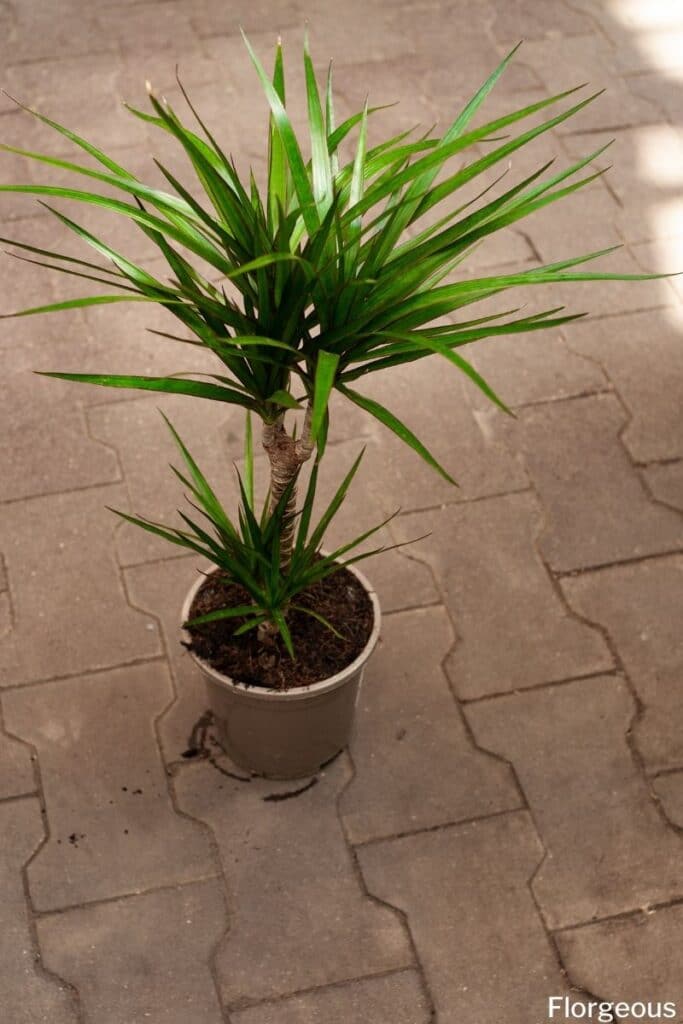 dracaena plant care