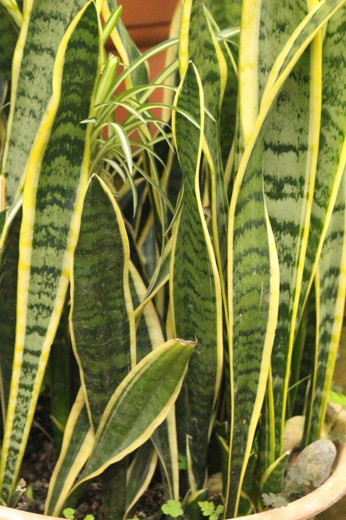 Dracaena trifasciata