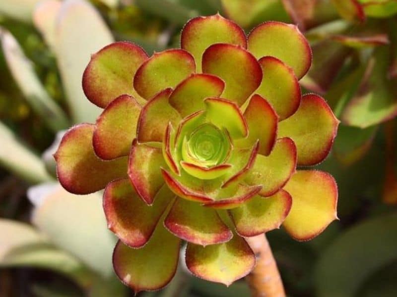 echeveria plant