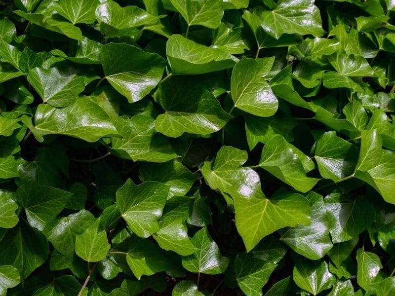 english ivy