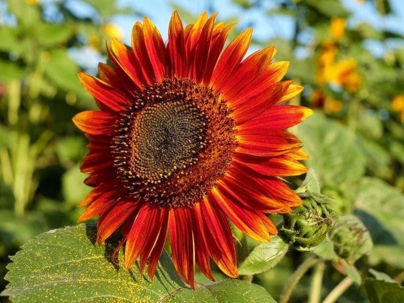 evening sun sunflower