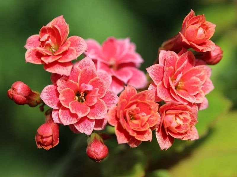 flowering kalanchoe