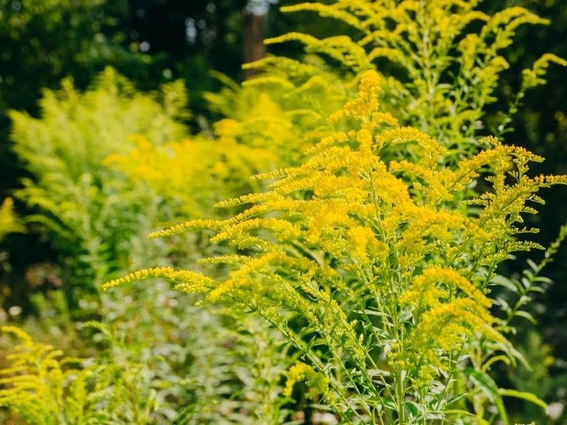 Ragweed vs. Goldenrod How To Tell Differences and Pictures