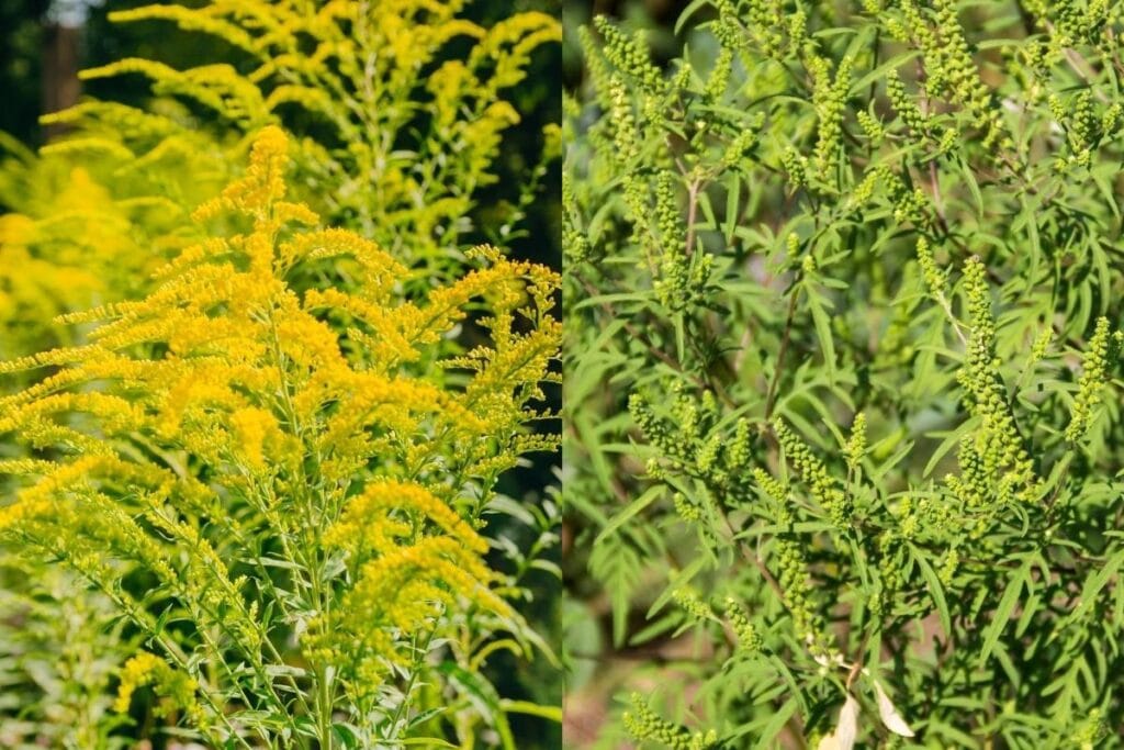 Ragweed Vs Goldenrod How To Tell Differences And Pictures Florgeous