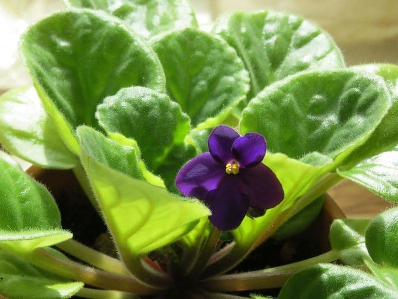 grow african violets