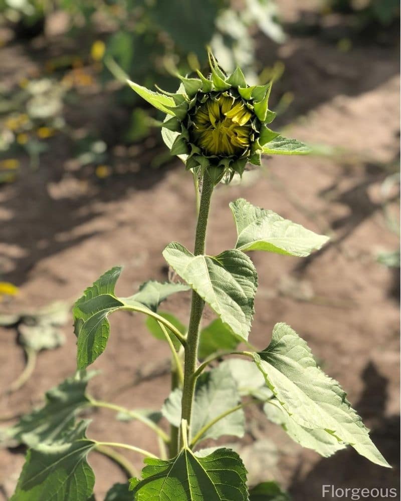 growing sunflower