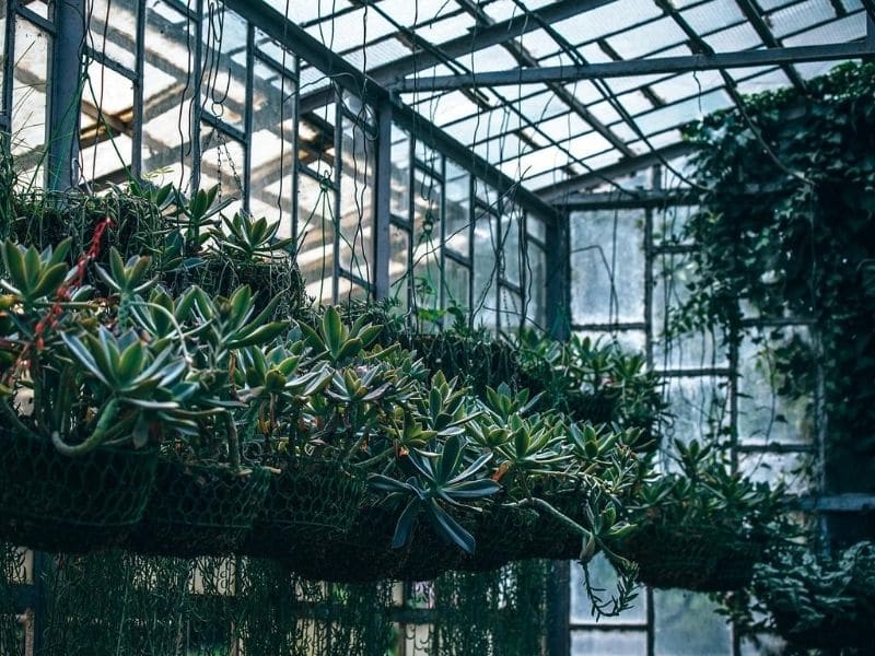 hanging plants