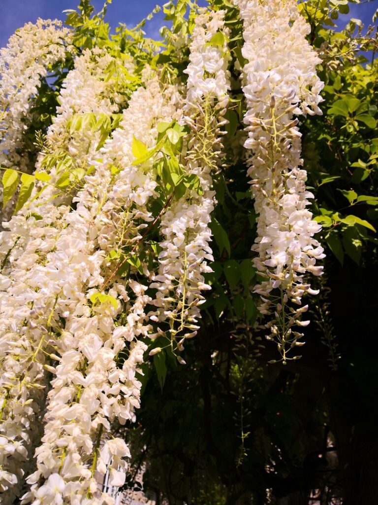 riippuva wisteria