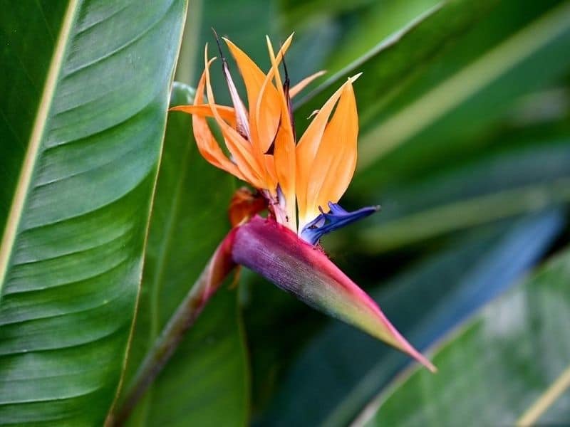 hawaiian bird of paradise