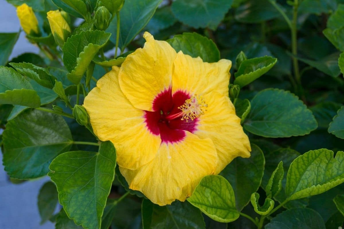 Hawaiian Flowers And Their Meanings