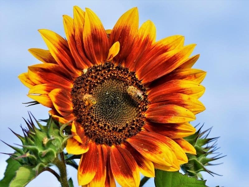 helios flame sunflower