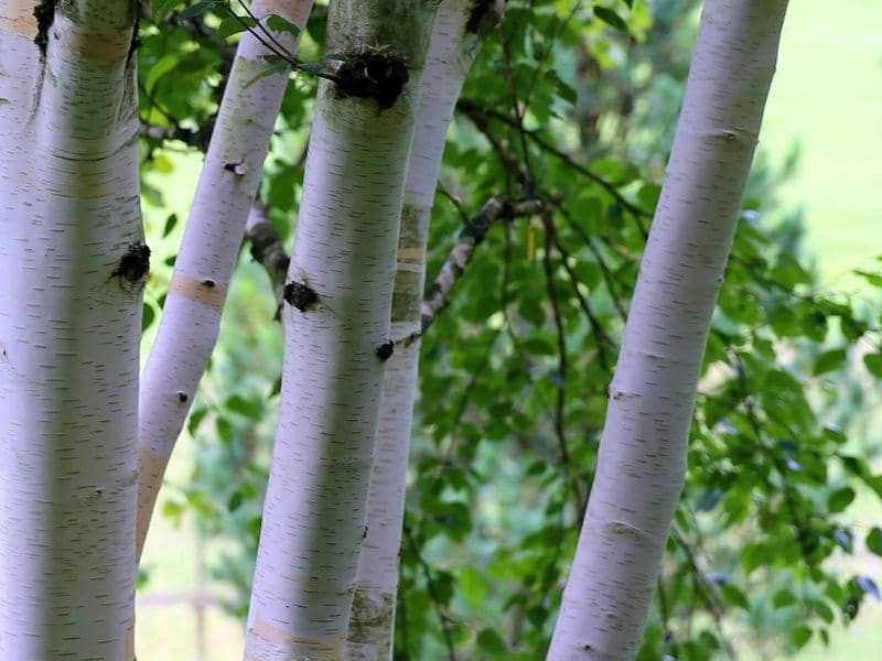 Top 16 Beautiful Trees With White Bark You D Want To Grow Florgeous