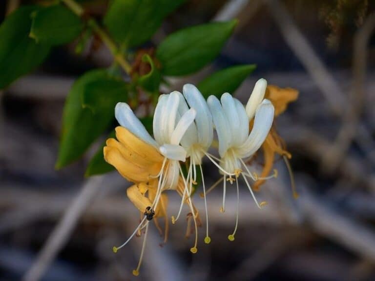 amazing-honeysuckle-flower-meaning-and-symbolism-florgeous