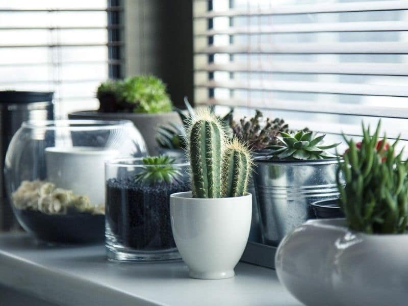 indoor potted cacti