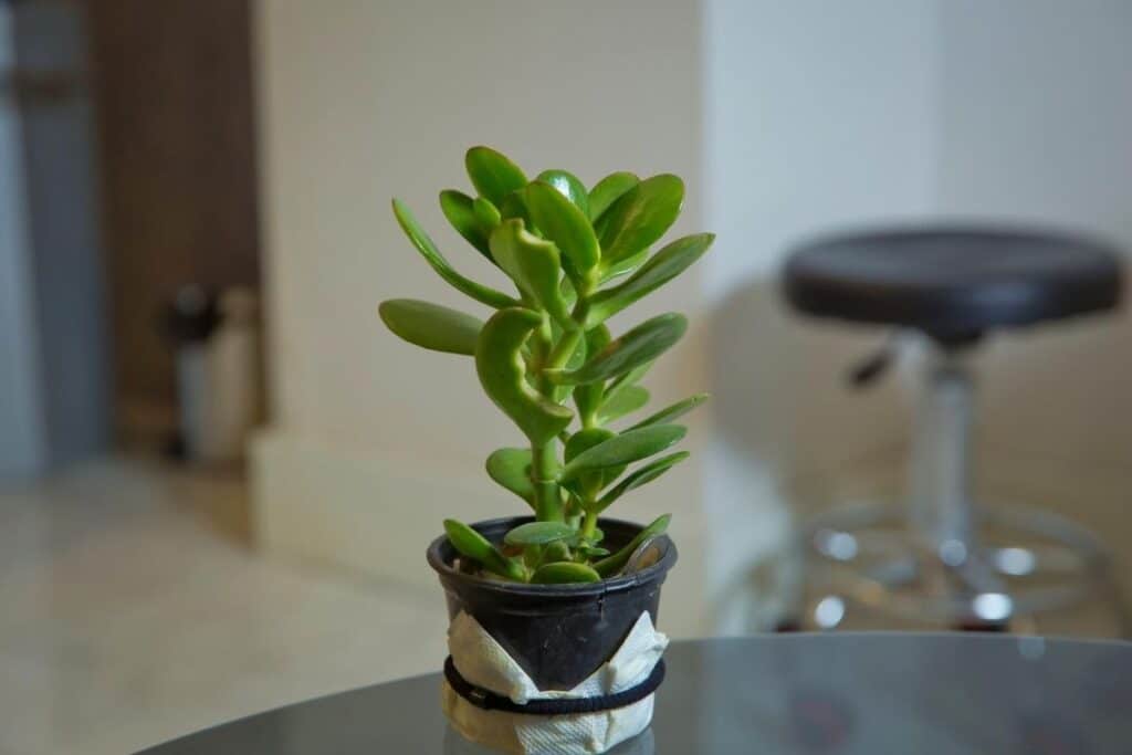 Jade Plant 3-5 in length Crassula ovata This is for 2 Cuttings