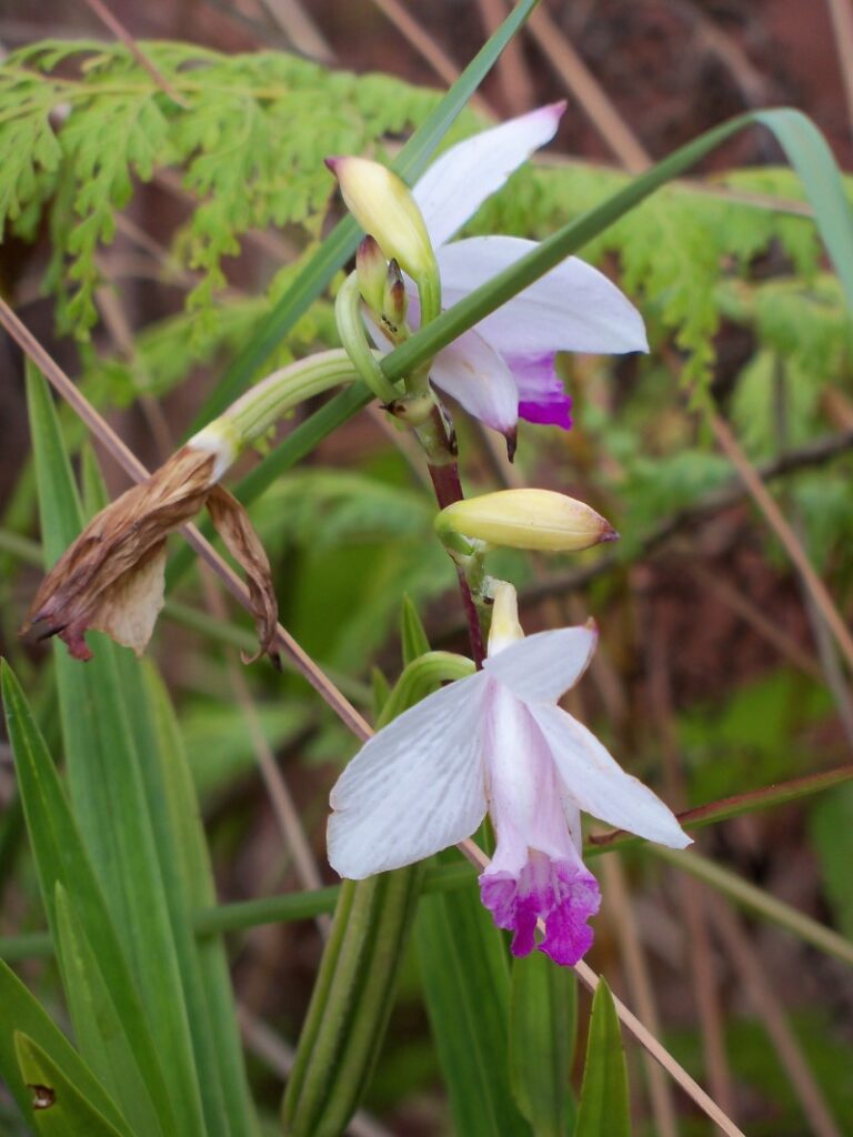 kauai hawaii orchid