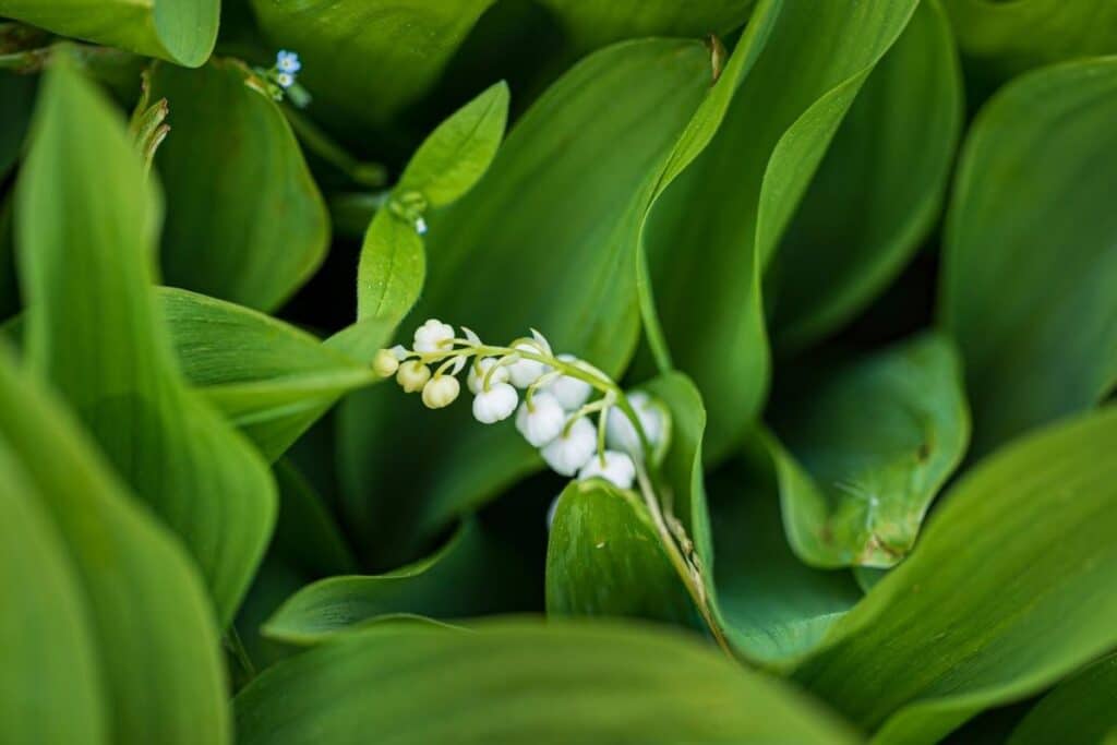 lily of the valley meaning