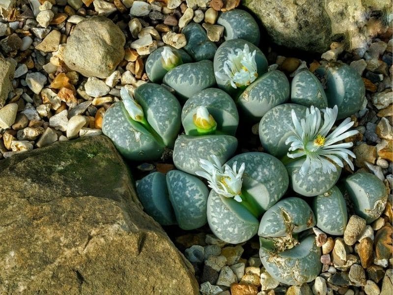 lithops care