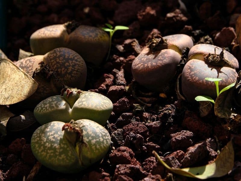 Living Stone Plants (Lithops) Types, How to Grow and Care