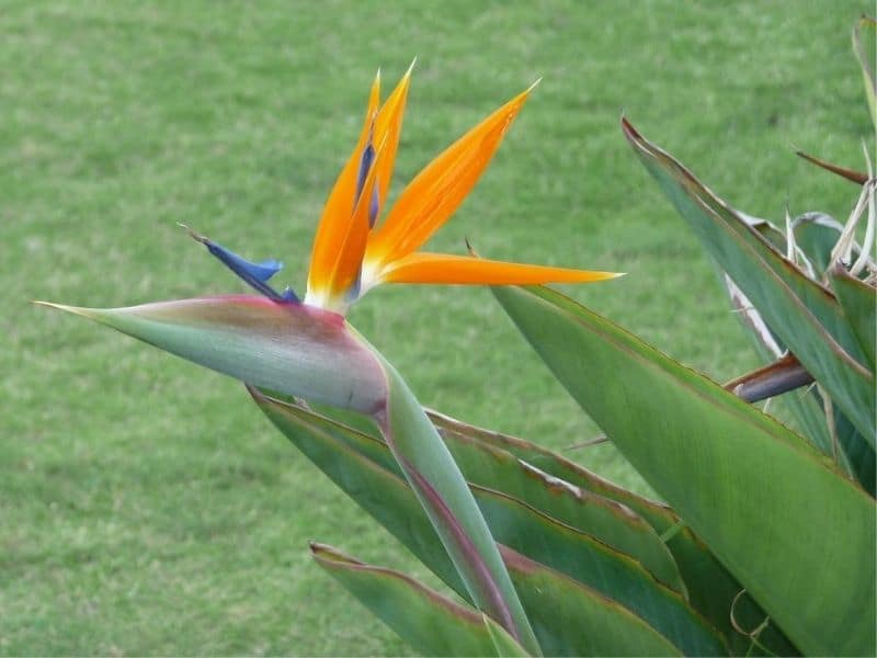 mexican bird of paradise