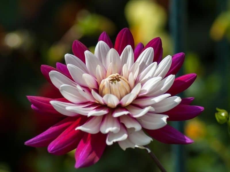 mexican dahlia